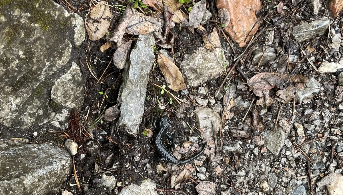 Bergmonster Franzl | © DAV Laufen