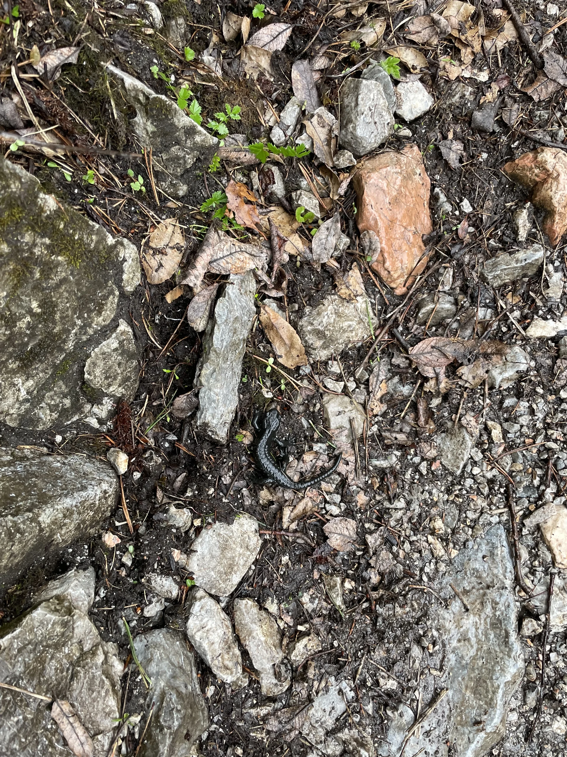 Bergmonster Franzl | © DAV Laufen