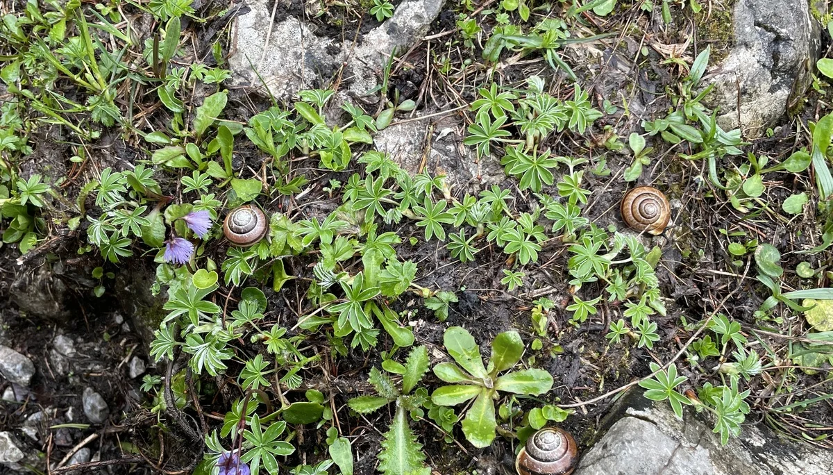 Bergmonster Franzl | © DAV Laufen