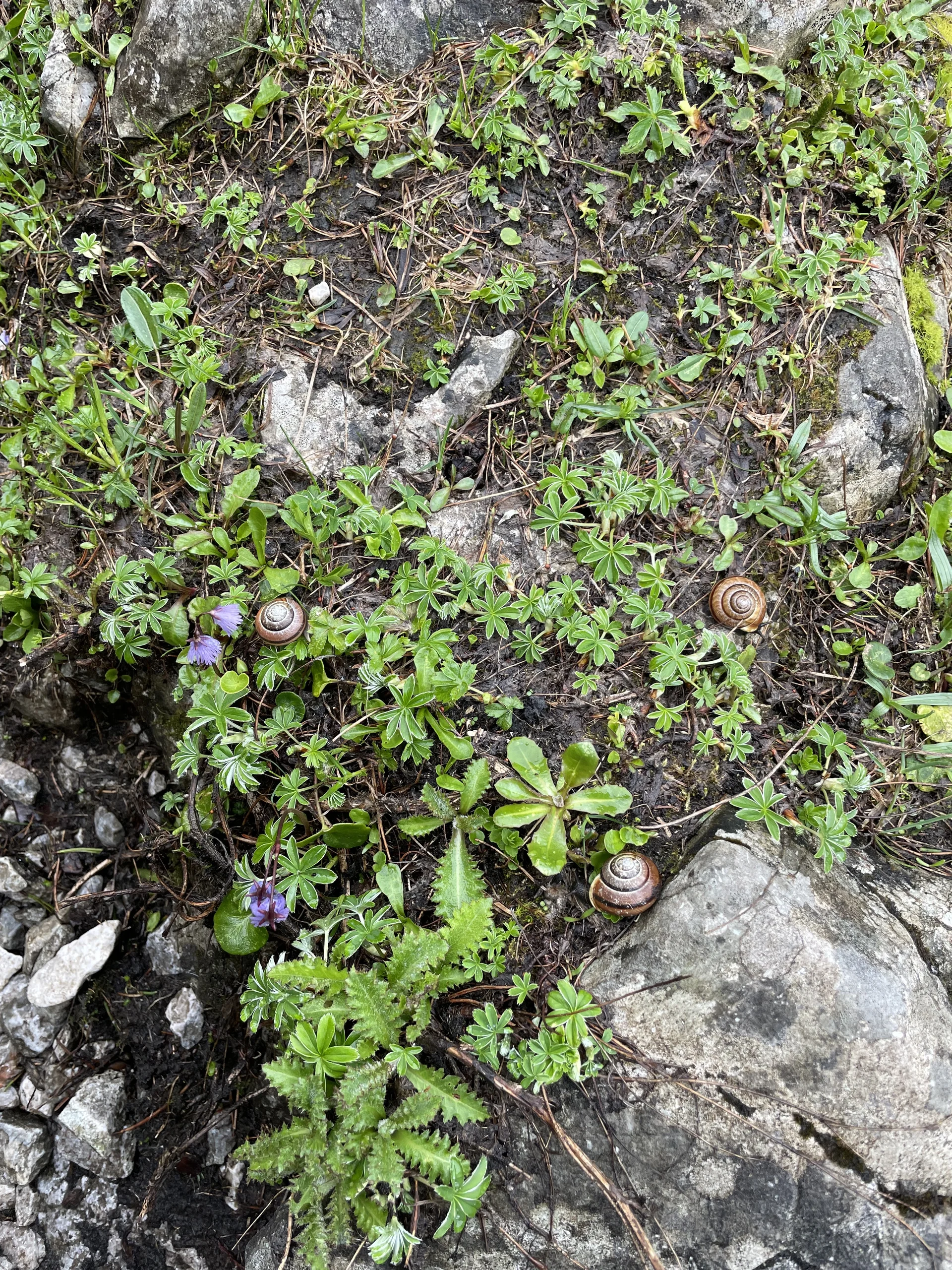 Bergmonster Franzl | © DAV Laufen