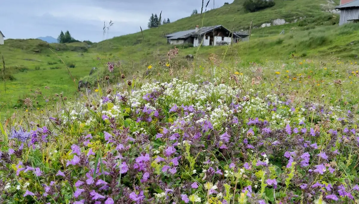 Fellhorn | © DAV Laufen