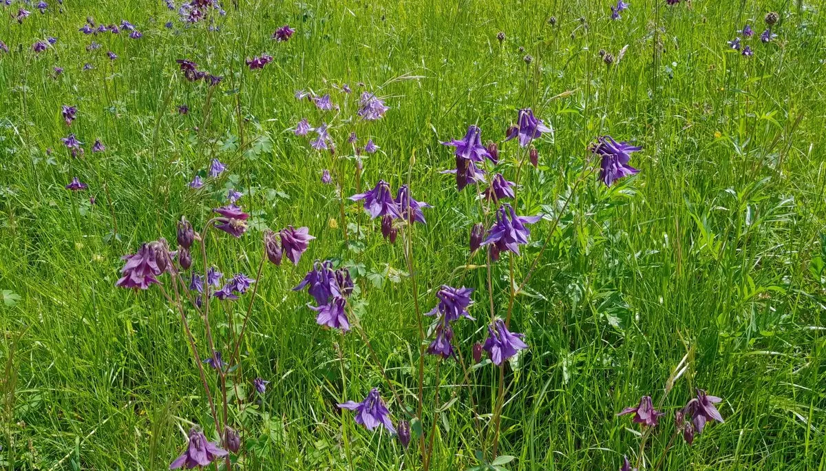 Höllenbachalm | © DAV Laufen