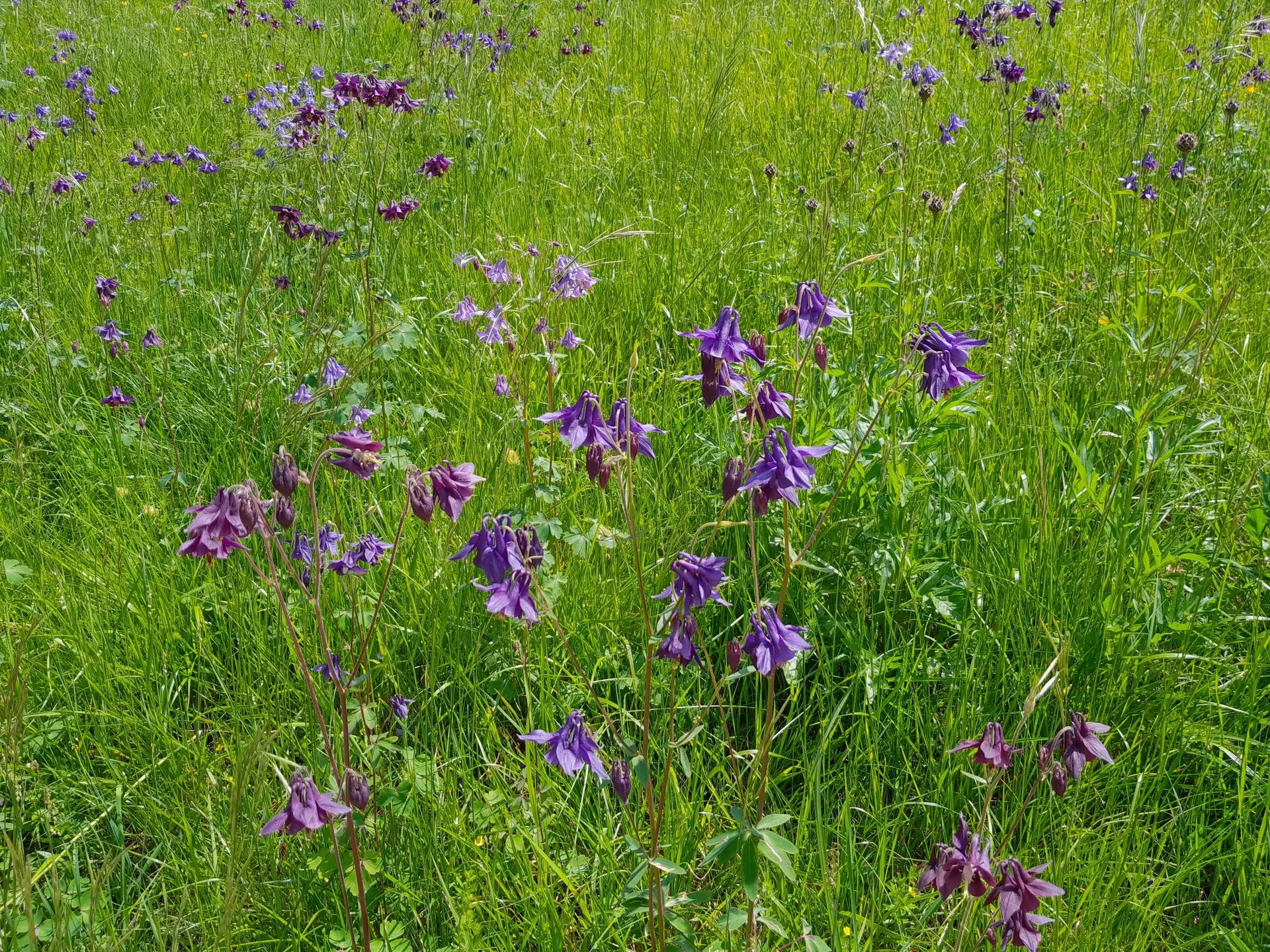Höllenbachalm | © DAV Laufen