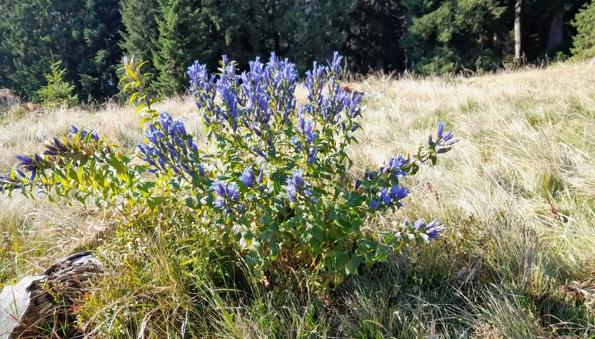 Hoher Zinken | © DAV Laufen