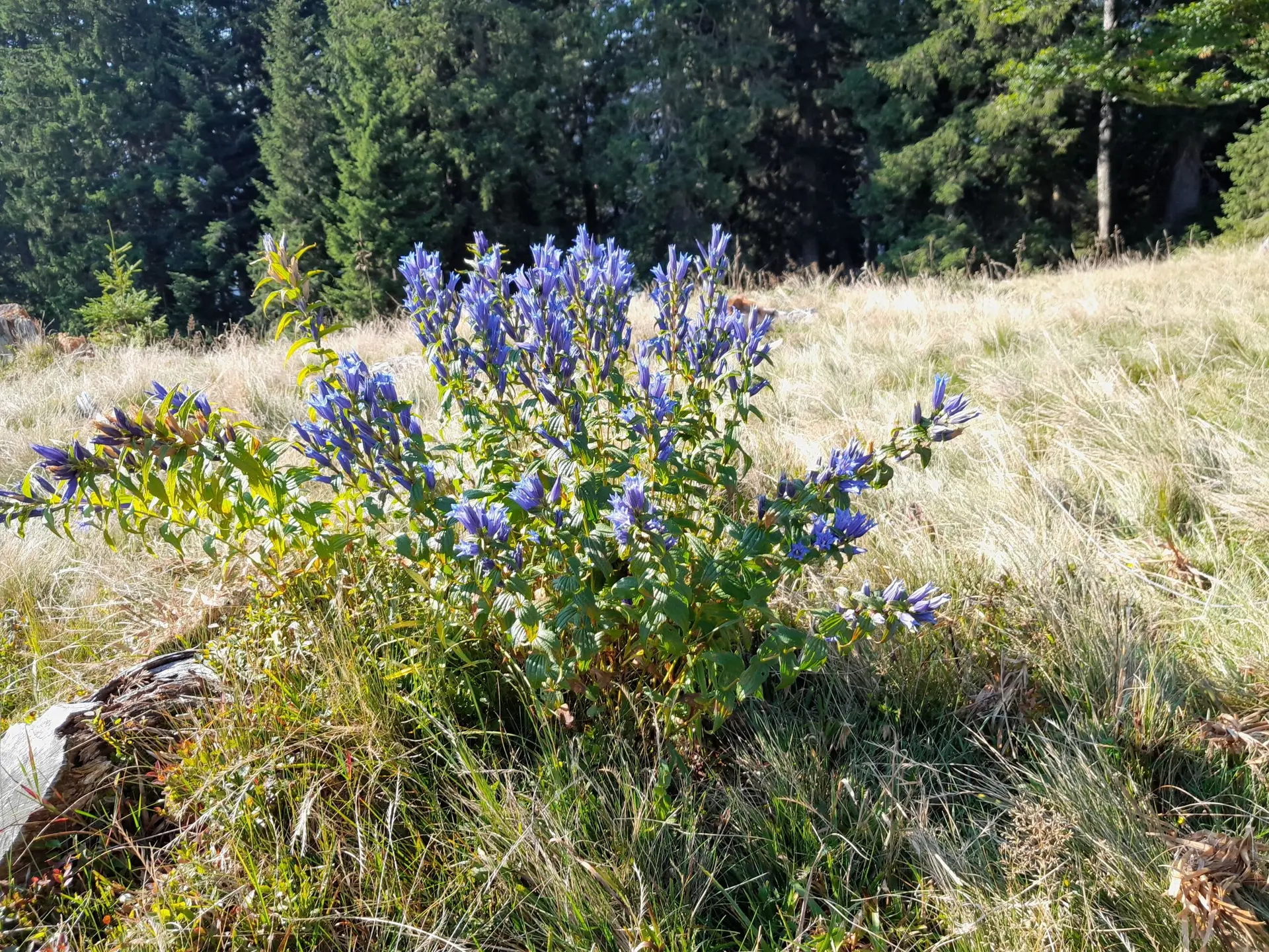 Hoher Zinken | © DAV Laufen