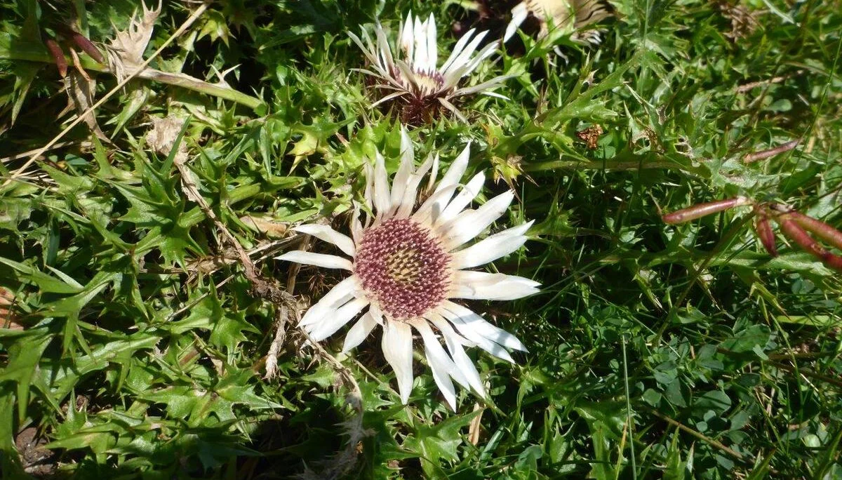 Piesenhausner Hochalm | © DAV Laufen