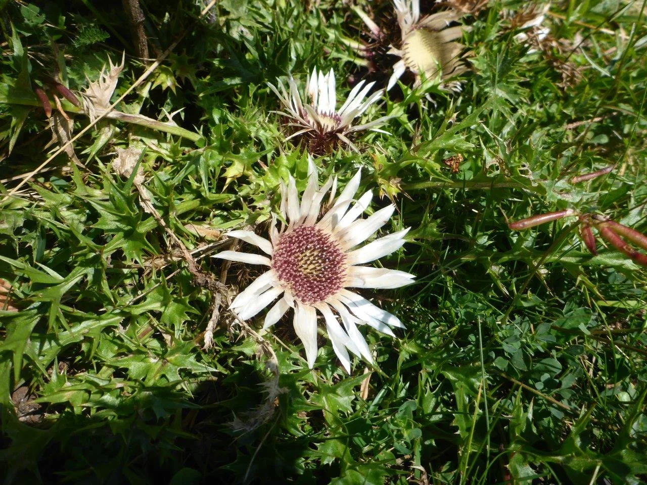 Piesenhausner Hochalm | © DAV Laufen