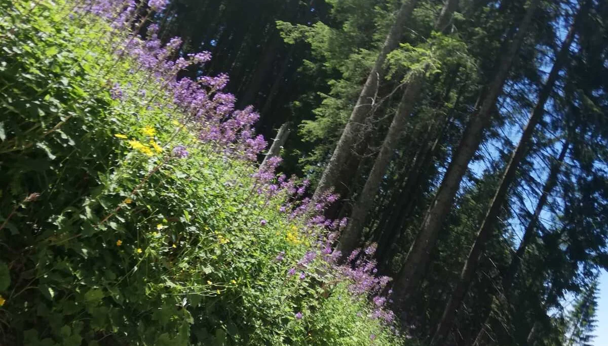 Purtschellerhaus | © DAV Laufen