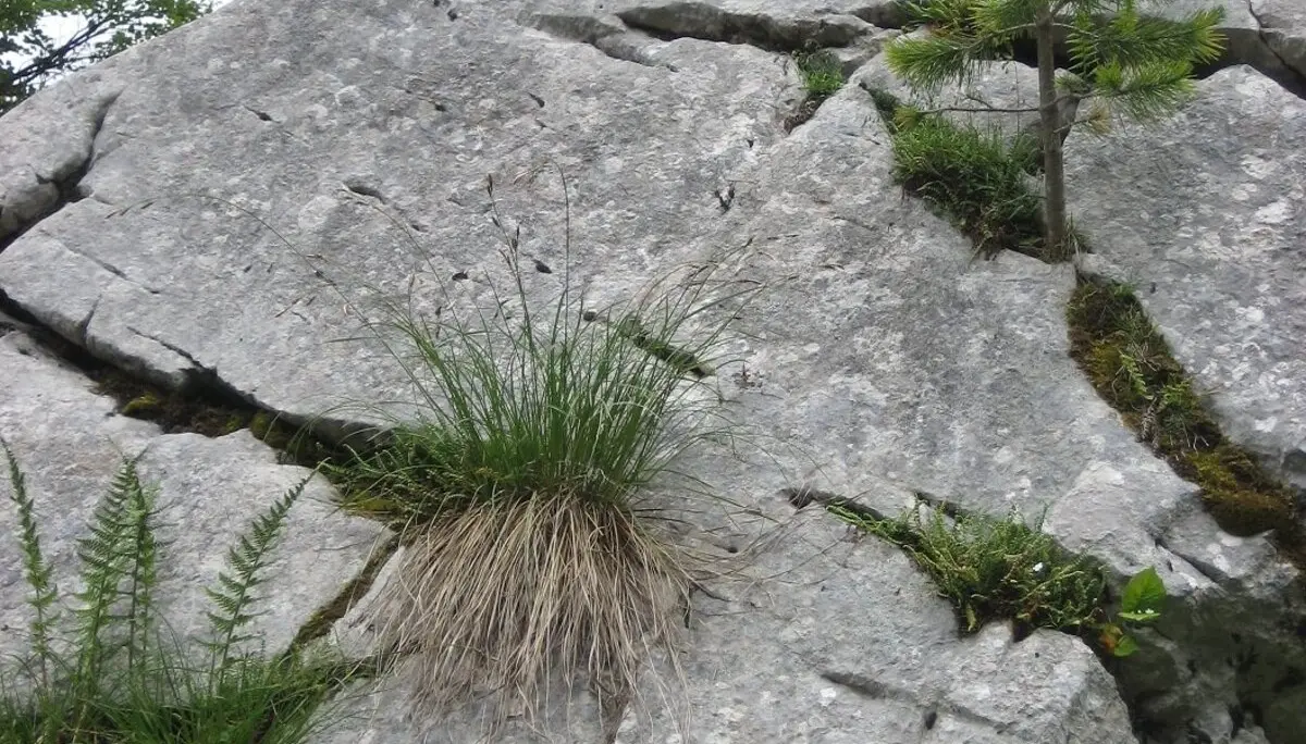 Seniorentour Steinerne Agnes | © DAV Laufen