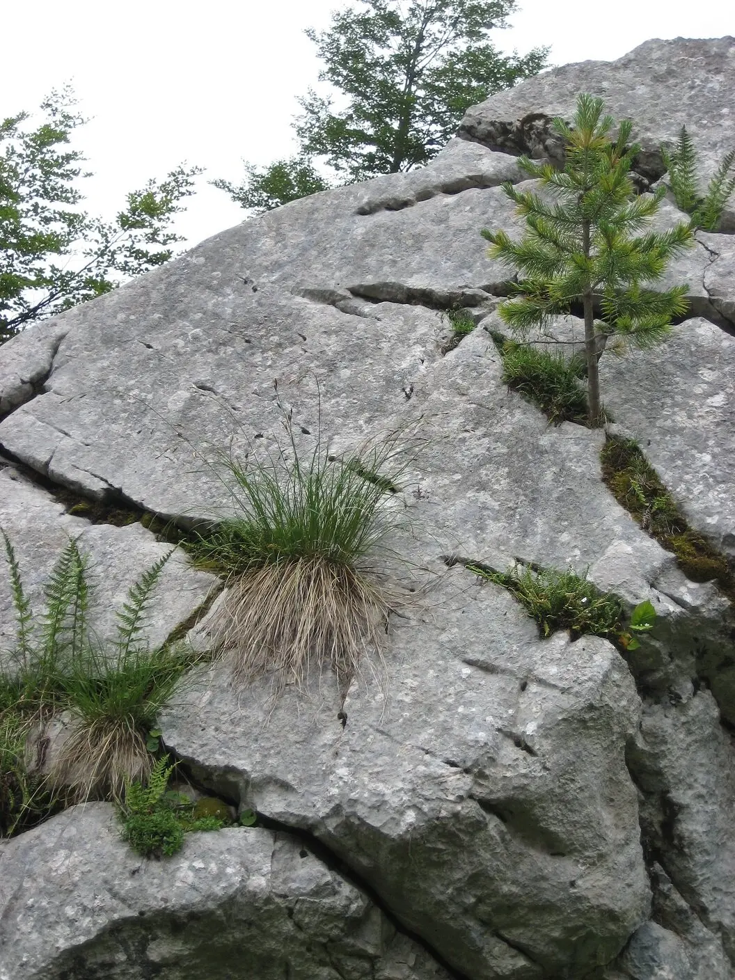 Seniorentour Steinerne Agnes | © DAV Laufen