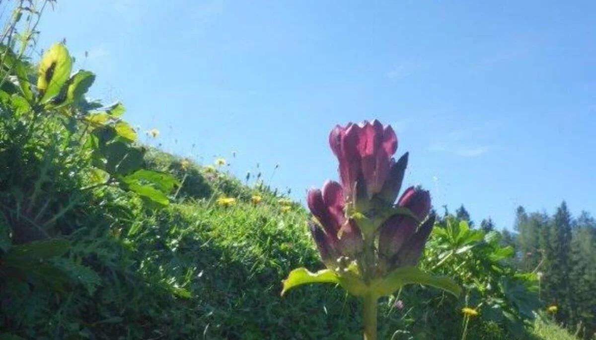 Stuhlalm | © DAV Laufen