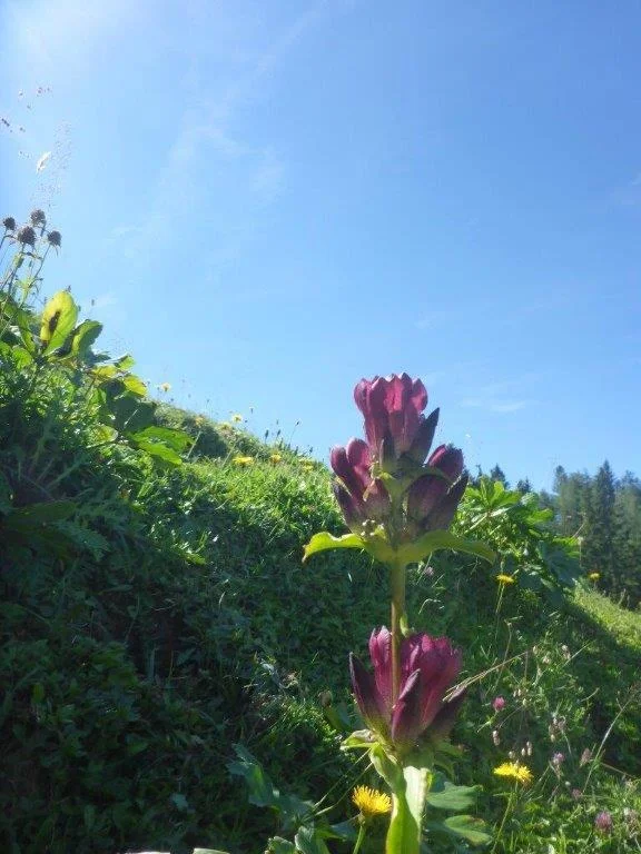 Stuhlalm | © DAV Laufen