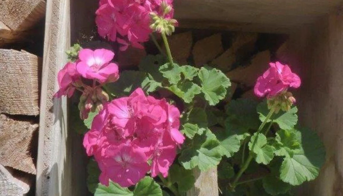 Stuhlalm | © DAV Laufen