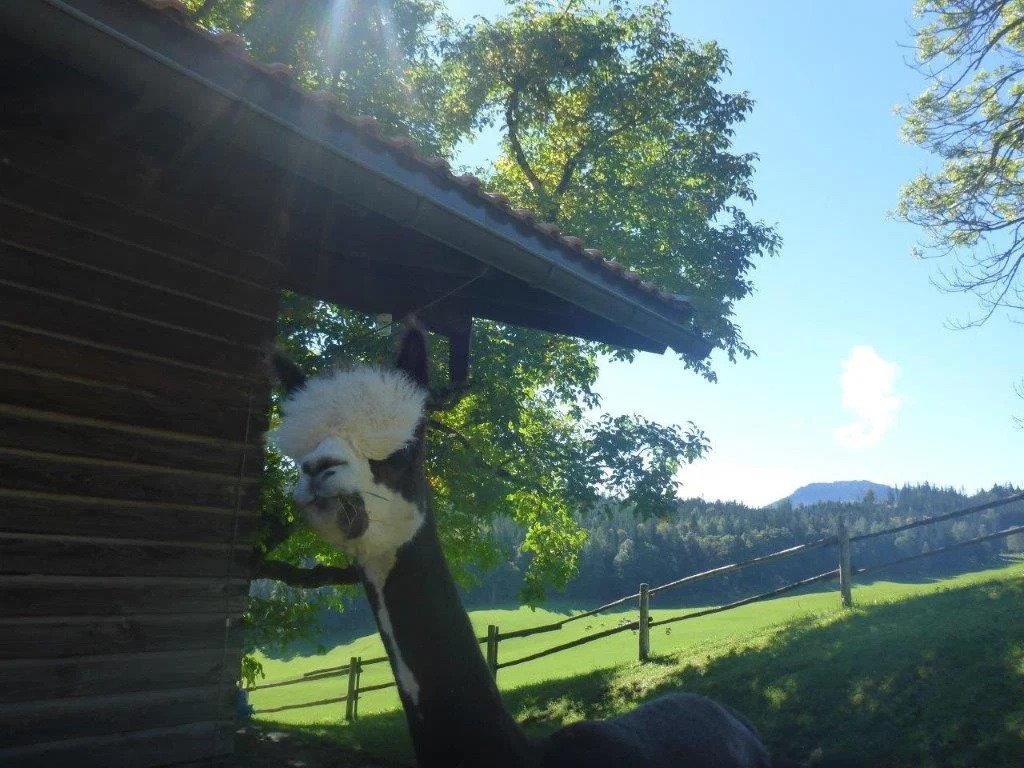 Hohe Asten | © DAV Laufen