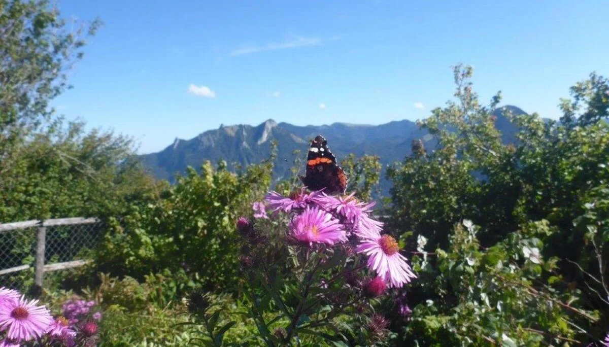 Hohe Asten | © DAV Laufen