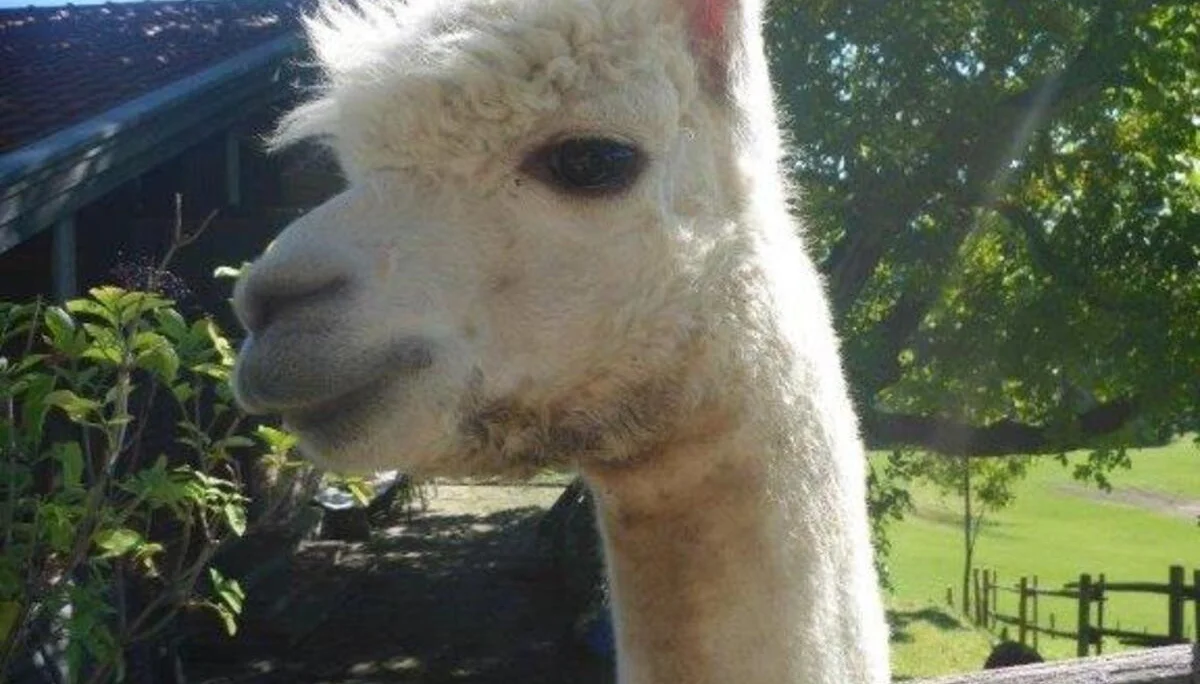 Hohe Asten | © DAV Laufen