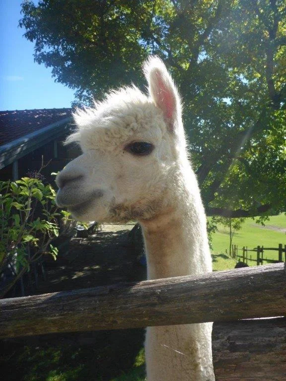 Hohe Asten | © DAV Laufen