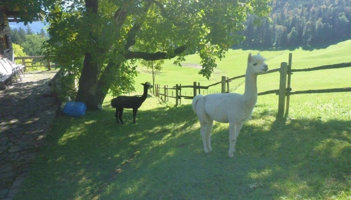 Hohe Asten | © DAV Laufen