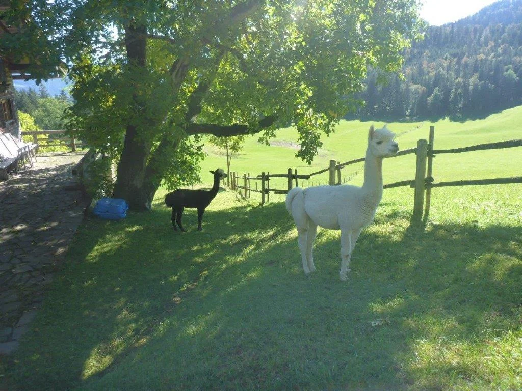 Hohe Asten | © DAV Laufen