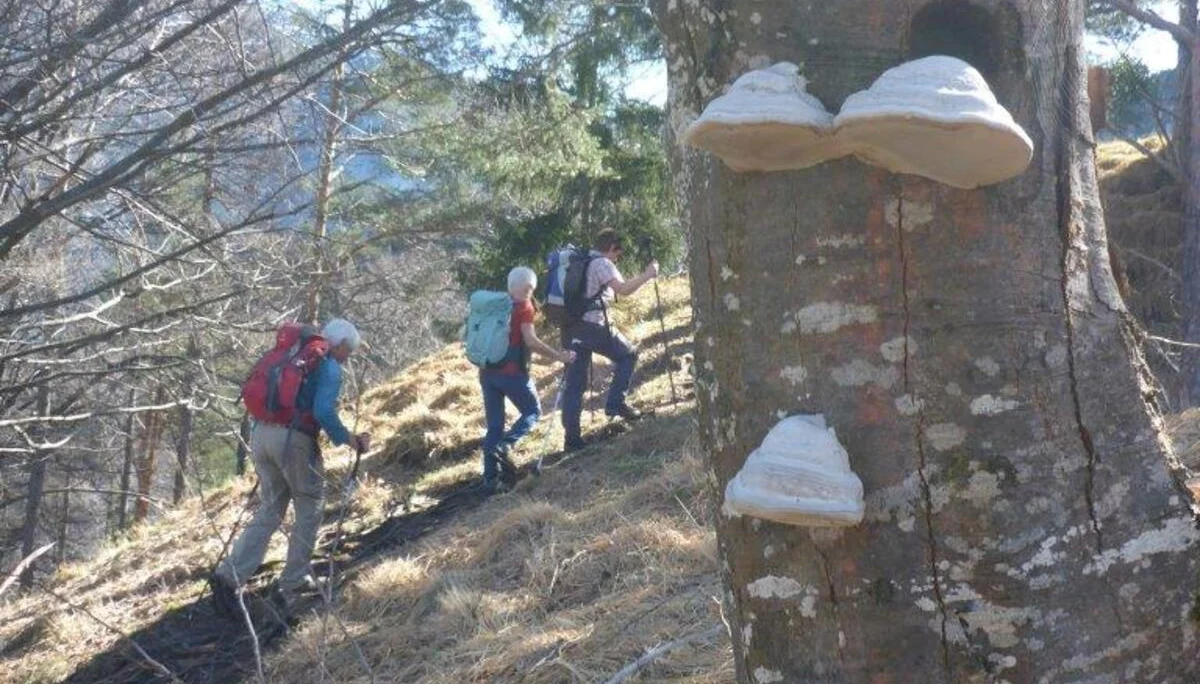 Freimahderköpfl | © DAV Laufen