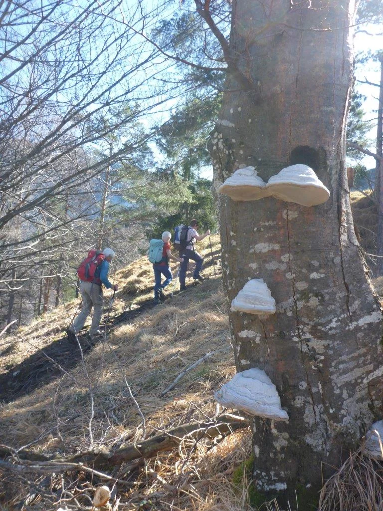 Freimahderköpfl | © DAV Laufen