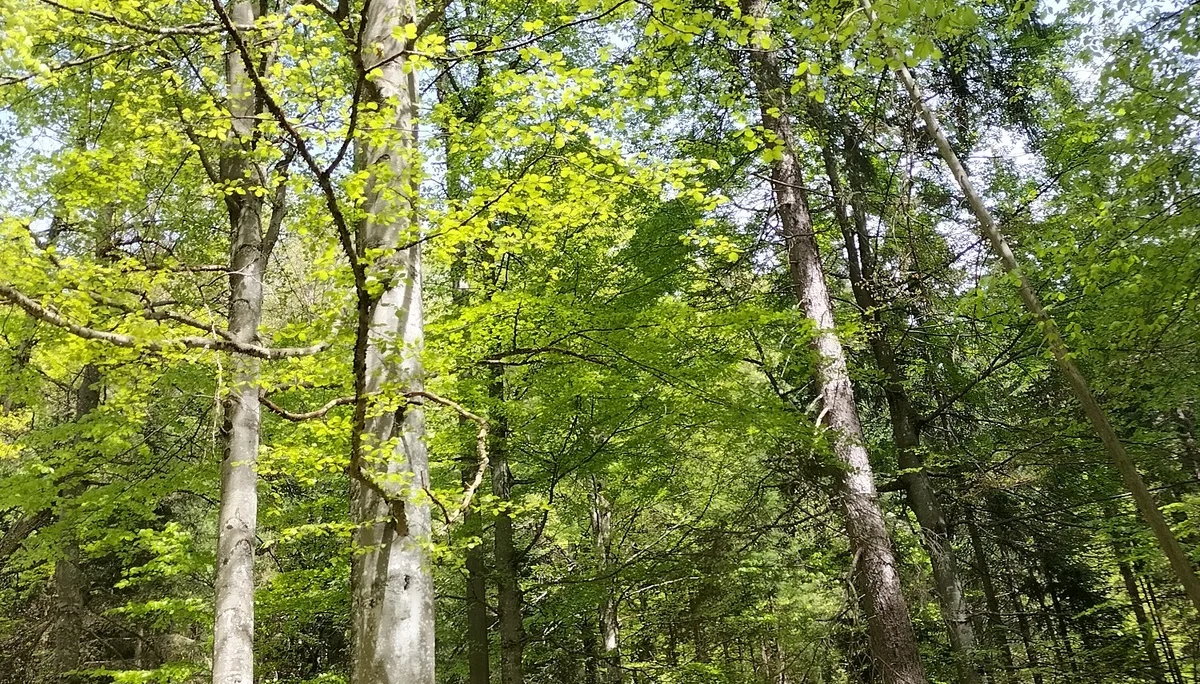 Gruenstein | © DAV Laufen