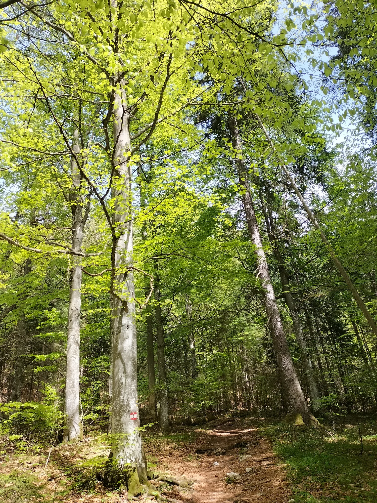 Gruenstein | © DAV Laufen