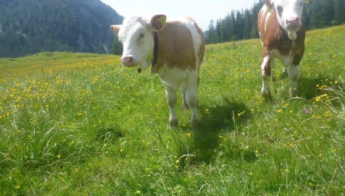 Kallbrunn | © DAV Laufen