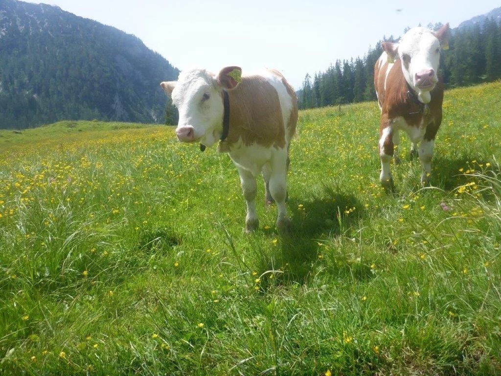 Kallbrunn | © DAV Laufen