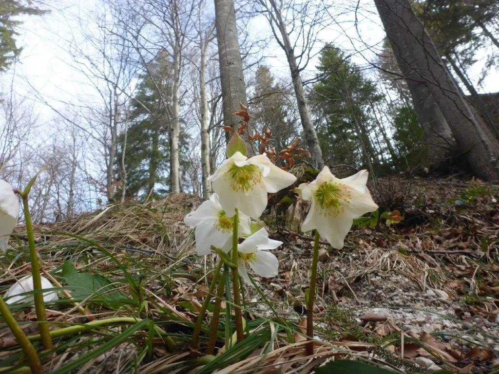 Kneifelspitze | © DAV Laufen