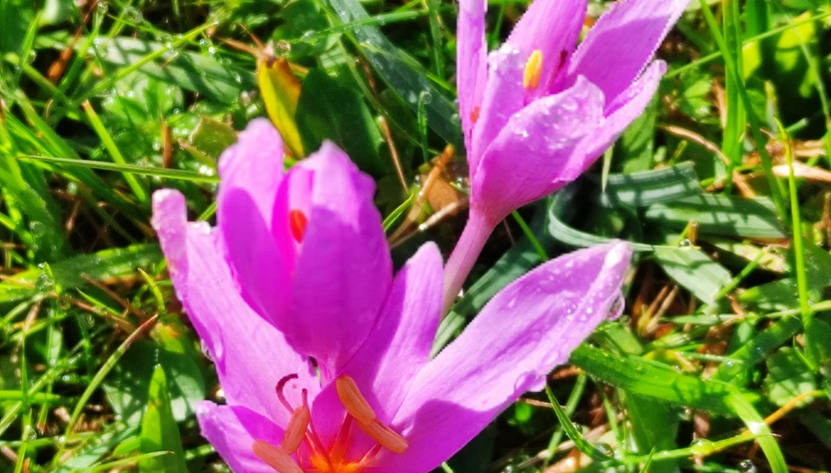 Nockstein | © DAV Laufen