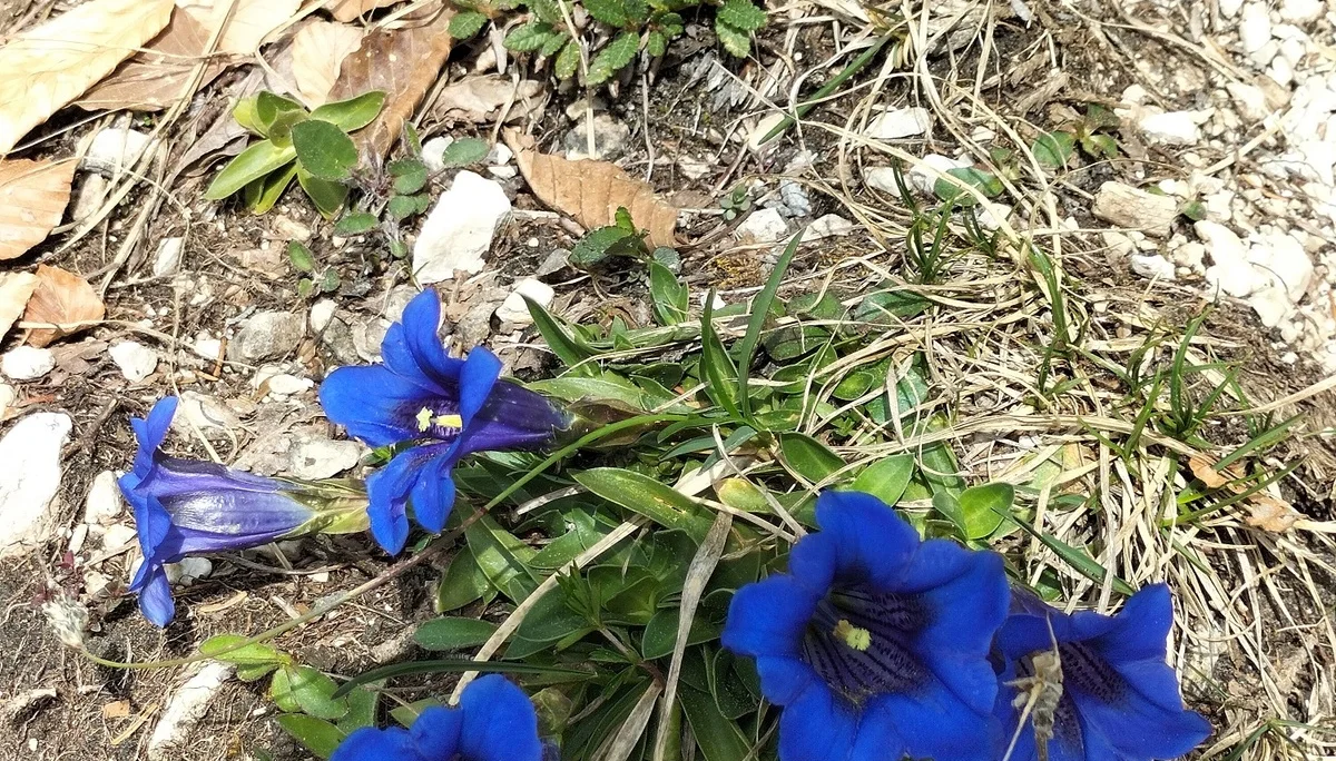 Törlkopf | © DAV Laufen