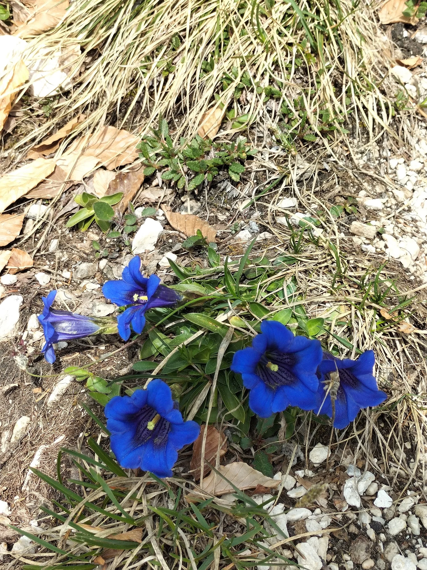 Törlkopf | © DAV Laufen