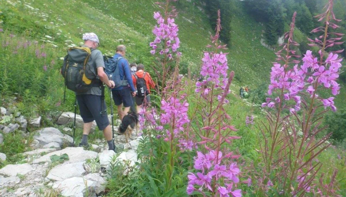 Almgangerl aufs Purtschellerhaus (1692 m) | © DAV Laufen