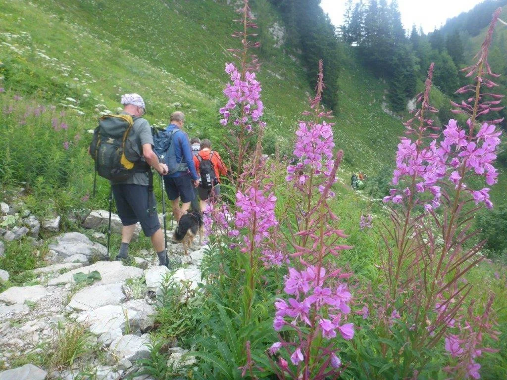 Almgangerl aufs Purtschellerhaus (1692 m) | © DAV Laufen
