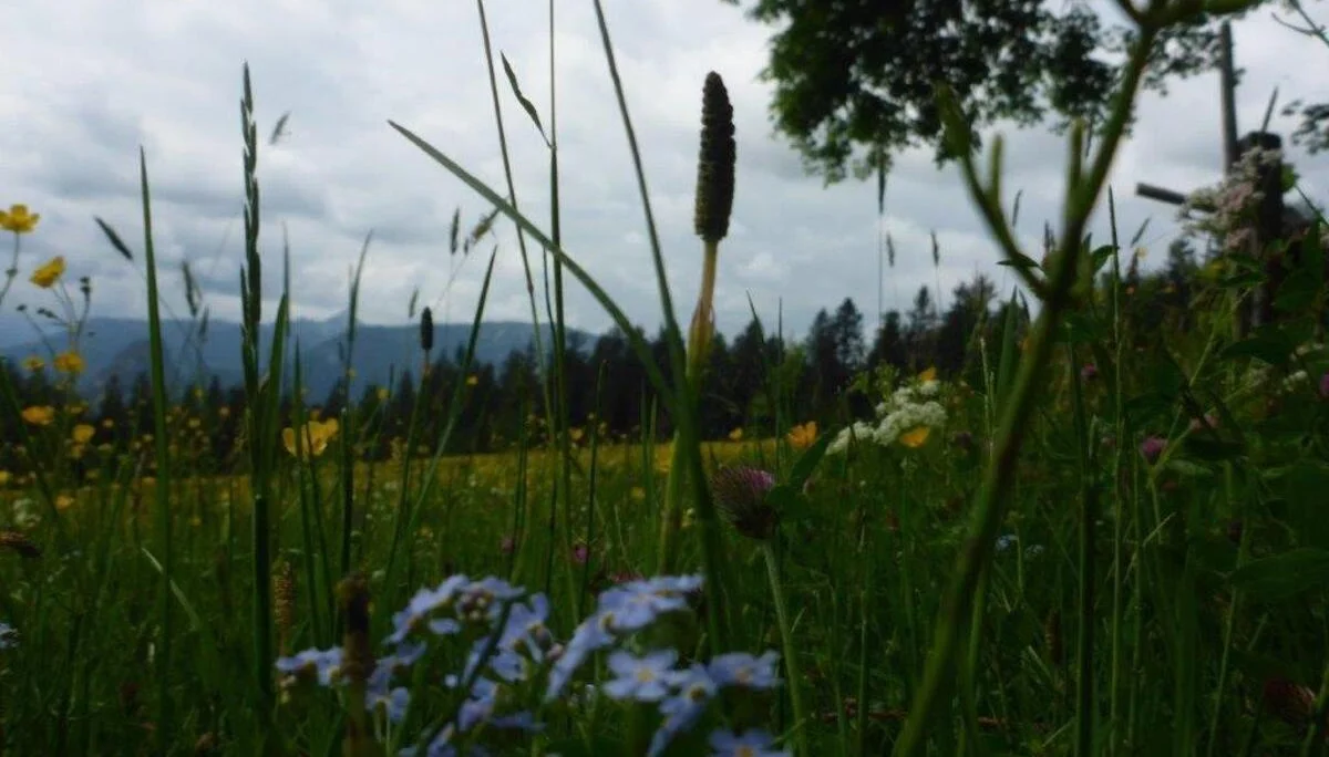 Bäckeralm | © DAV Laufen