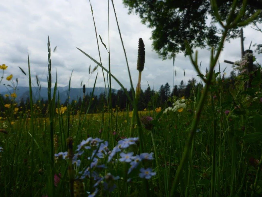 Bäckeralm | © DAV Laufen