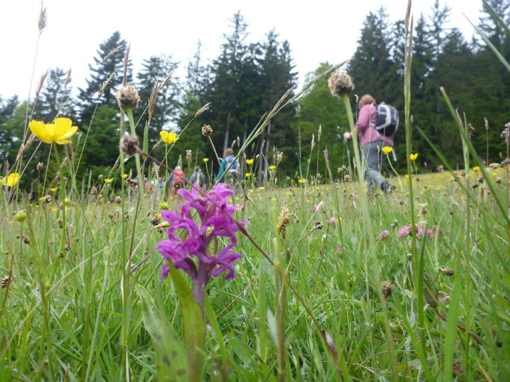 Bäckeralm | © DAV Laufen