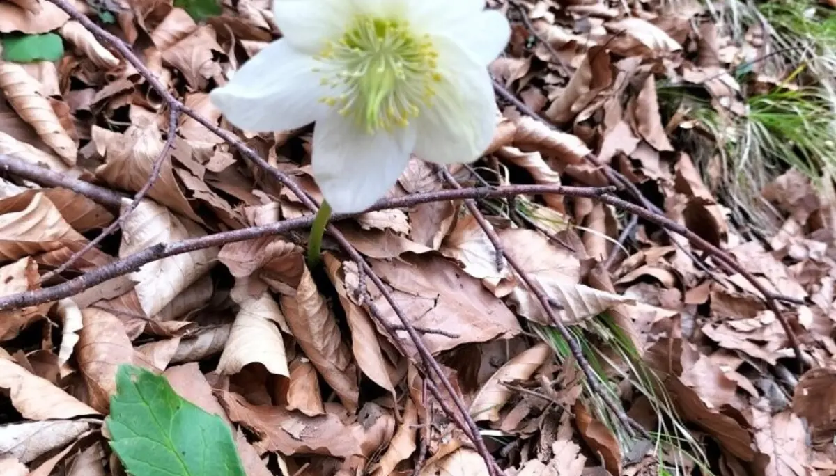 Seniorentour 11.3.26 Lidaun | © DAV Laufen