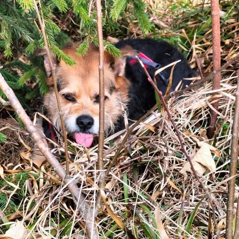 Seniorentour 11.3.26 Lidaun | © DAV Laufen