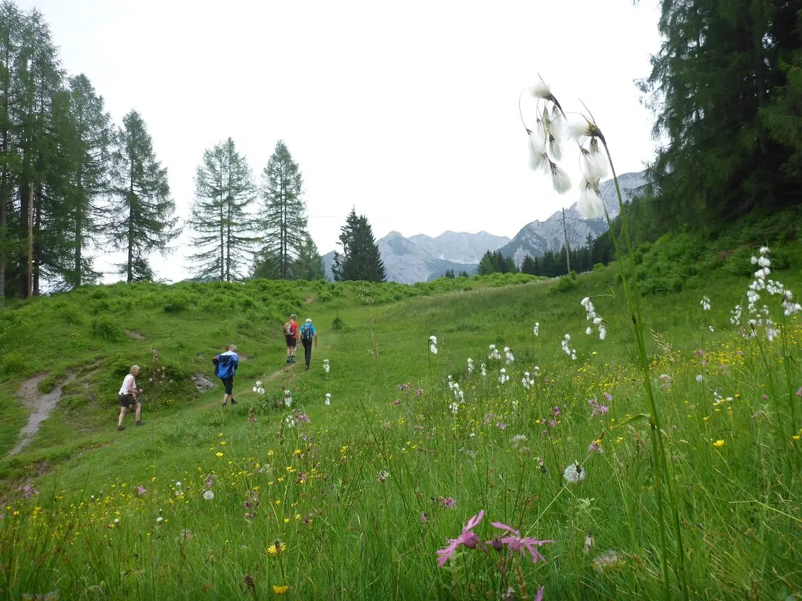 Almgangal auf die Rocheralm | © DAV Laufen