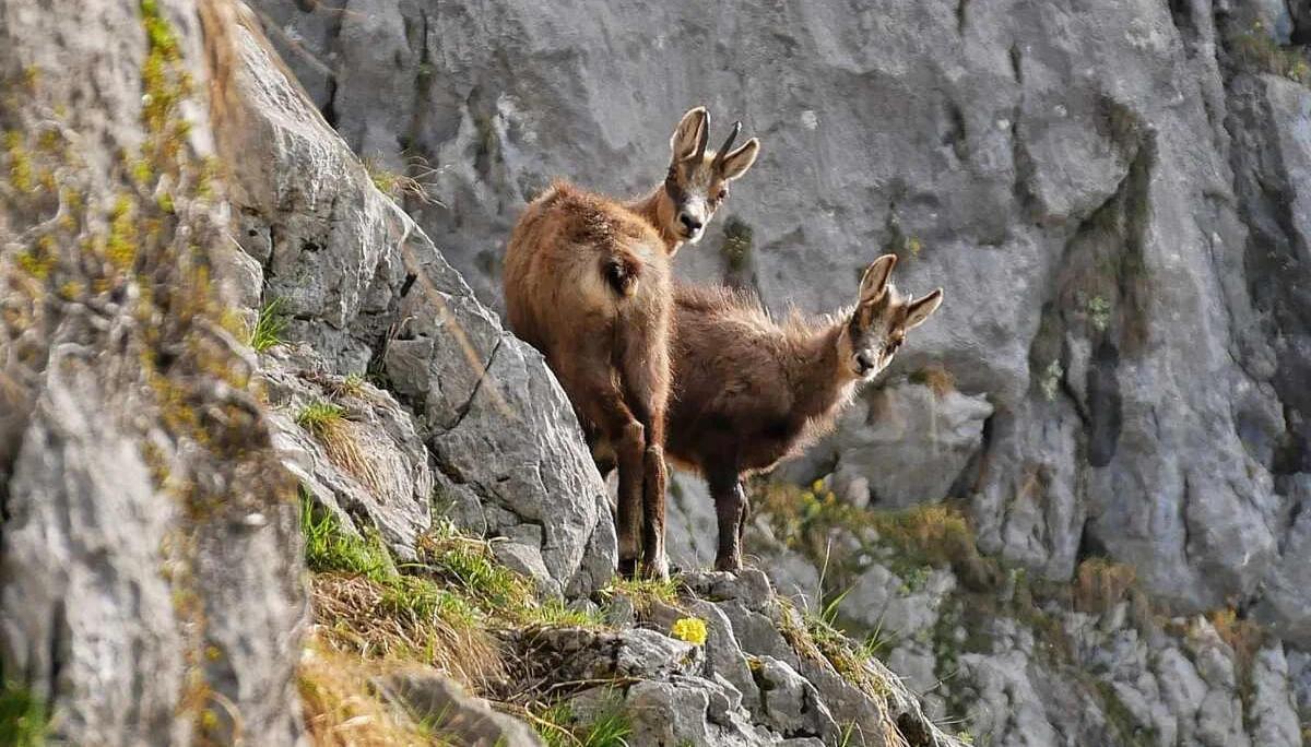 Edelweißlahnerkopf | © DAV Laufen