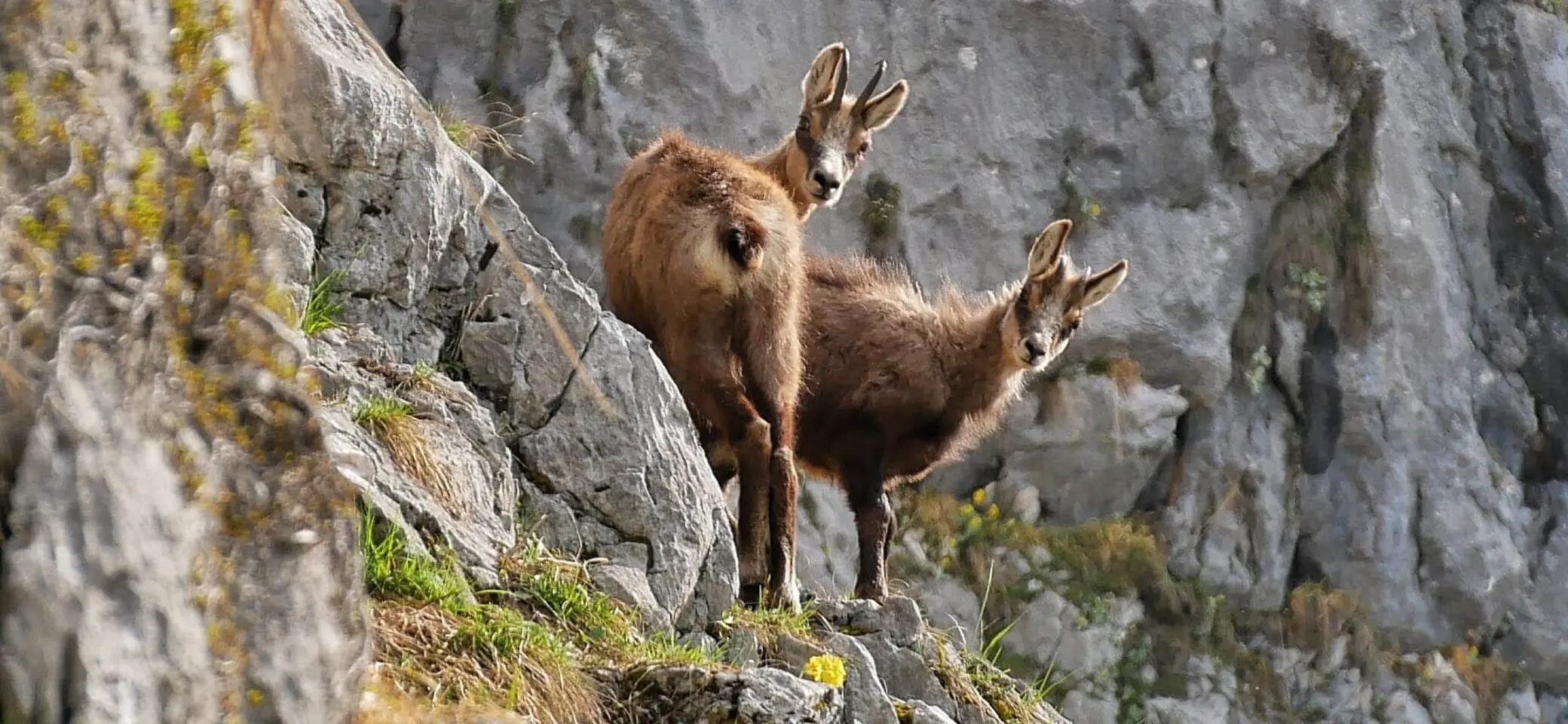 Edelweißlahnerkopf | © DAV Laufen