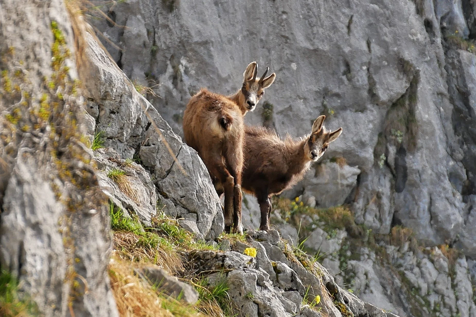 Edelweißlahnerkopf | © DAV Laufen