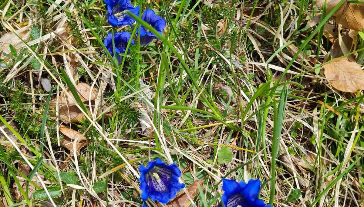 Edelweißlahnerkopf | © DAV Laufen