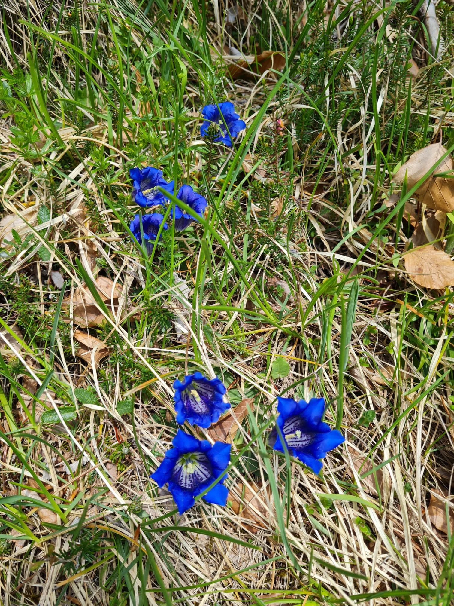 Edelweißlahnerkopf | © DAV Laufen