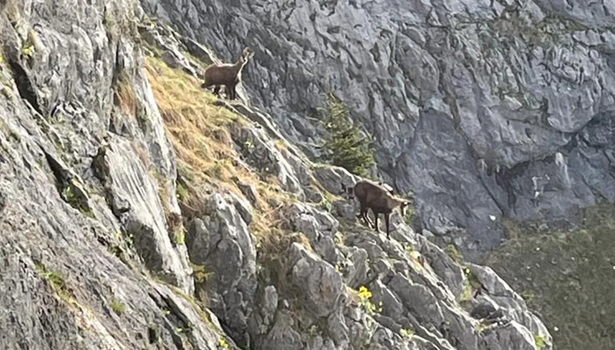 Edelweißlahnerkopf | © DAV Laufen