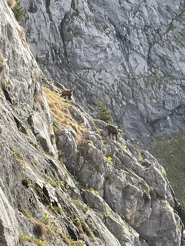 Edelweißlahnerkopf | © DAV Laufen