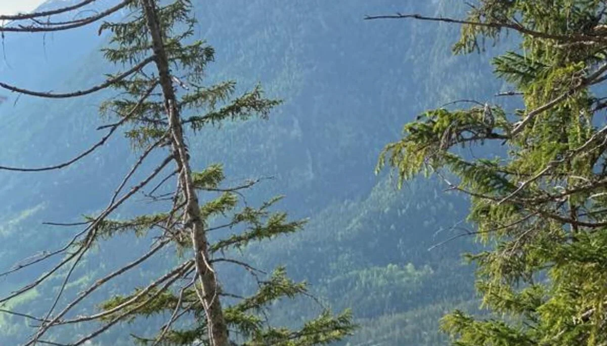 Edelweißlahnerkopf | © DAV Laufen