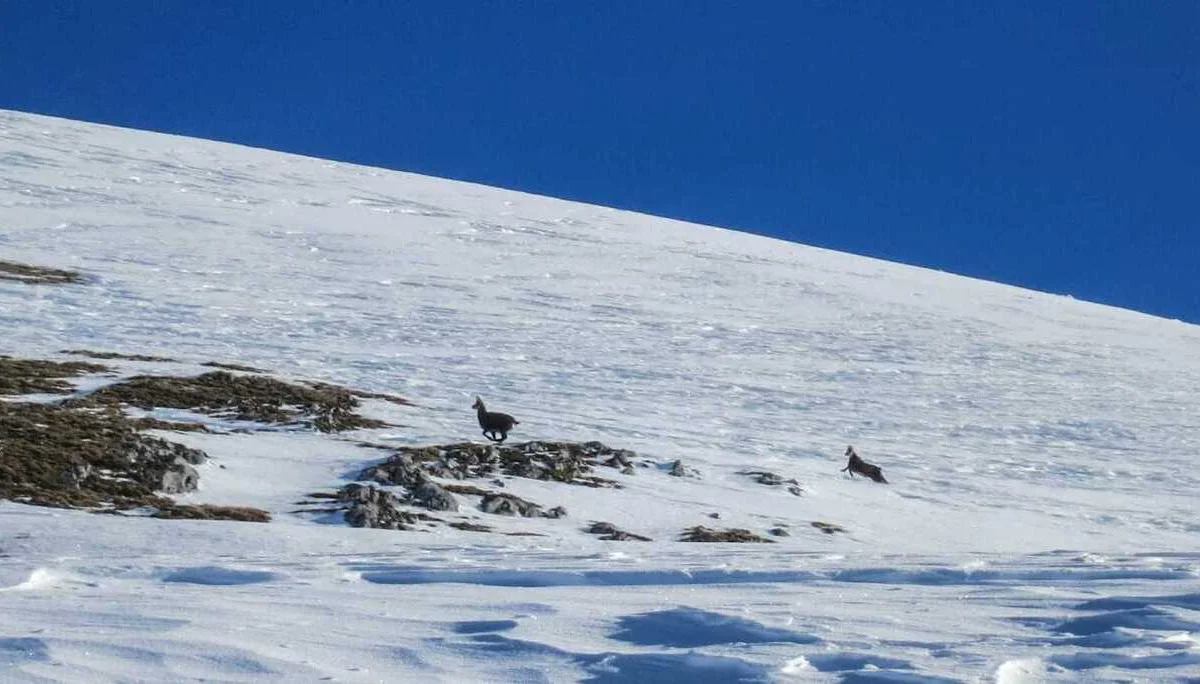 Skitourentreffen | © DAV Laufen